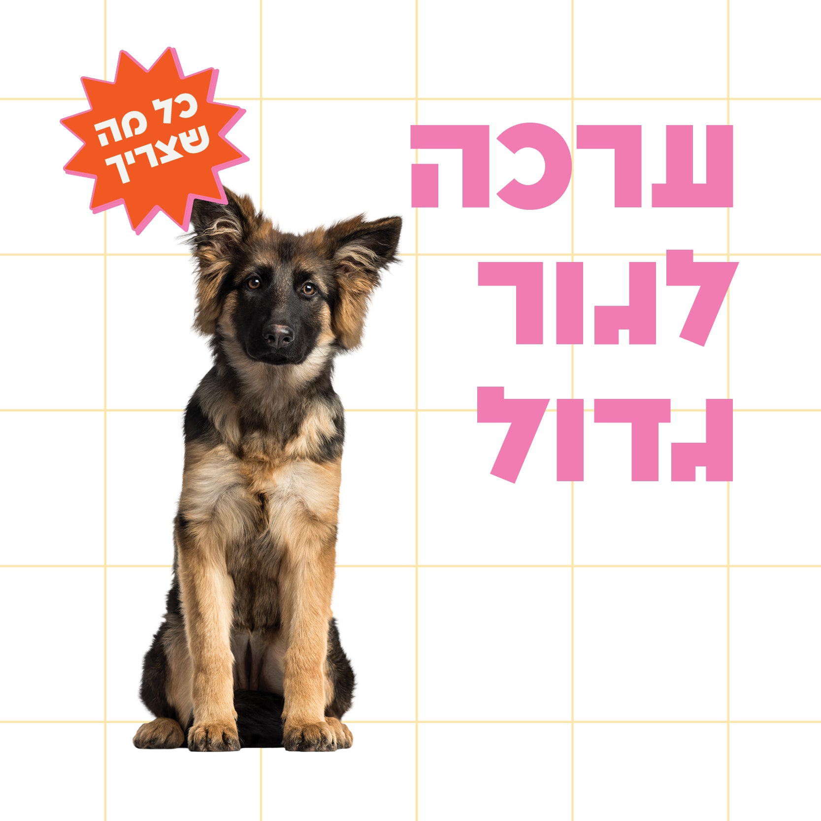 גור מגזע גדול