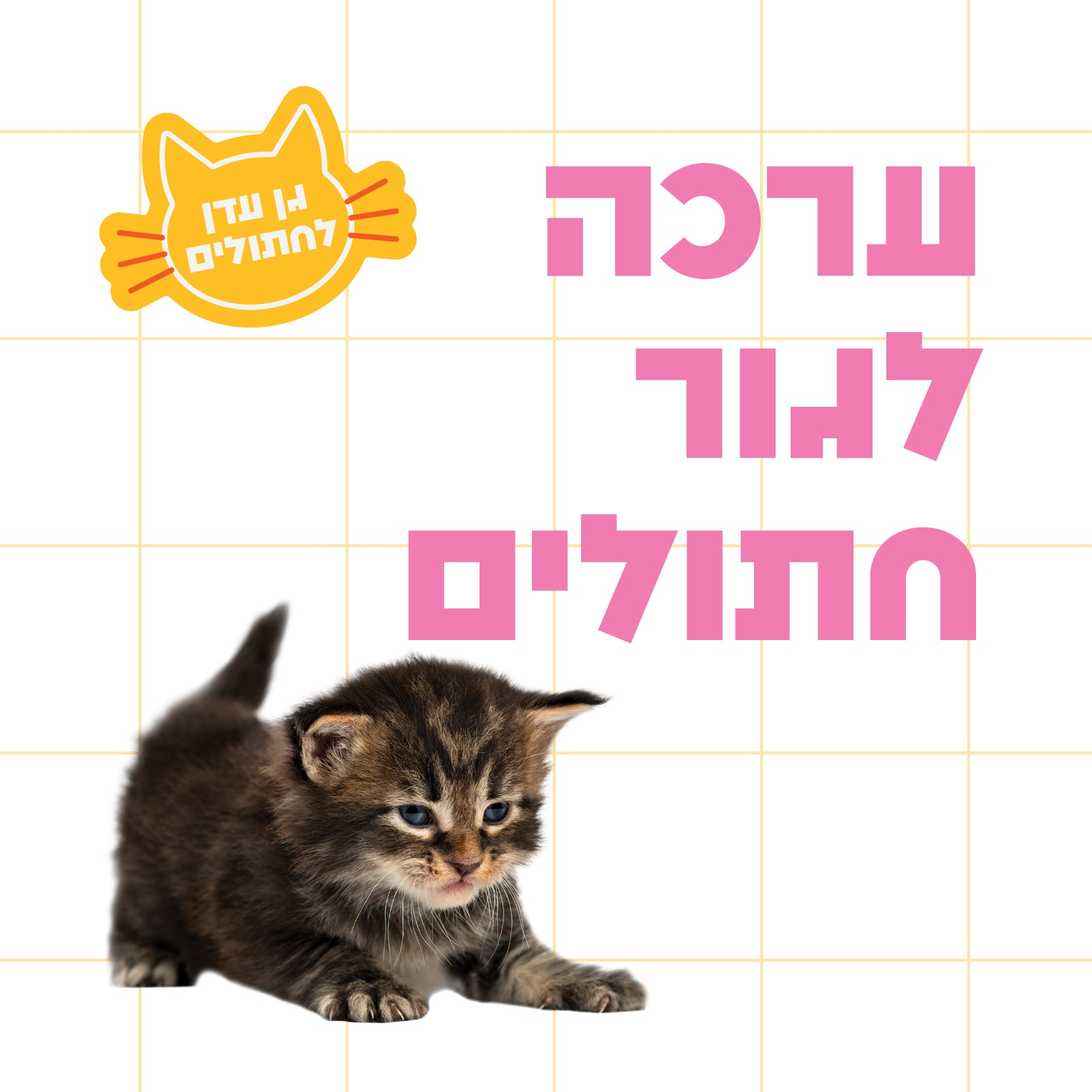 חבר חדש