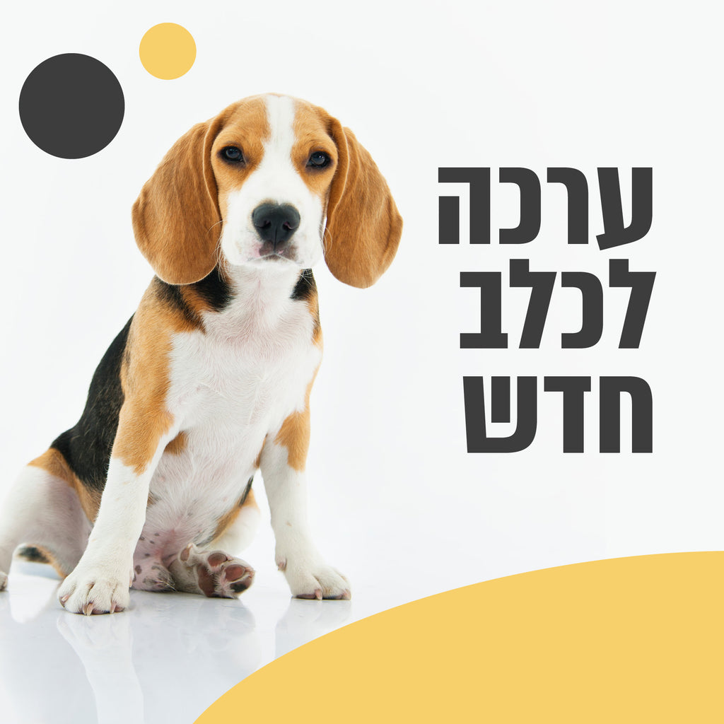 ערכה לכלב חדש | כל מה שצריך לחבר חדש