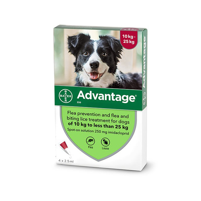 Ampoule Advantage for dogs weighing 10-25 kilograms